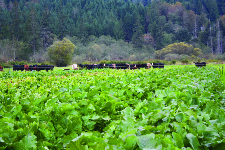 Cattle Grazing: Turnips and Other Root Crops for Livestock - Grit